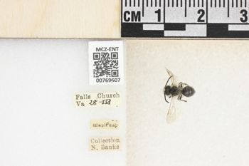 Media type: image;   Entomology 769607 Aspect: Labels
